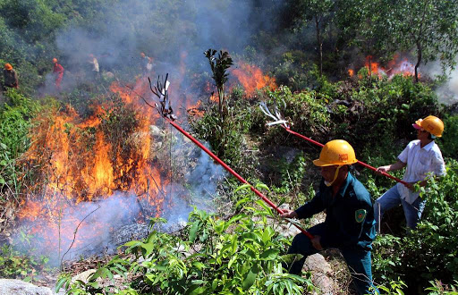 Lực lượng chữa cháy rừng đang lan rộng